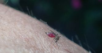 Grand Est. Ce que l'on sait du premier cas autochtone de chikungunya dans la région