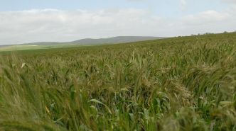 Agriculture et système capitaliste