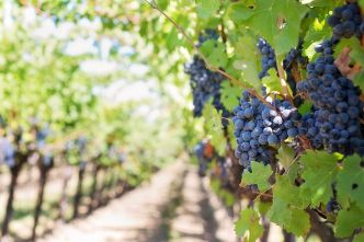 15 millions de l'UE pour le vin africain : mais pourquoi l'Europe fait-elle ce chèque ?