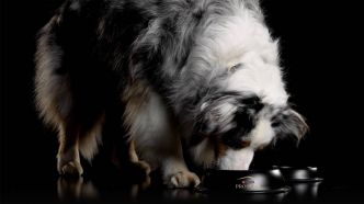 Pour que les chiens restent en forme et en bonne santé toute leur vie
