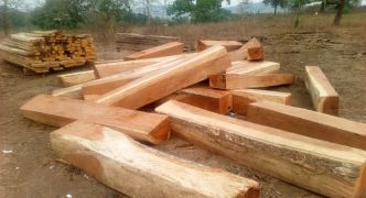 Guinée : la coupe et le transport de bois interdits à partir du 7 juillet prochain