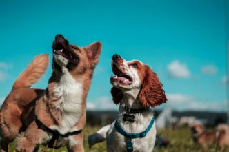 Quand les chiens rapprochent les générations  un été solidaire avec Emprunte mon Toutou