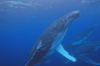 Pendant l'hiver austral, la migration des baleines à bosse vers l'Australie