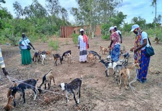 Komsilga : 60 femmes déplacées internes et hôtes reçoivent des petits ruminants de la part d’une ONG pour lancer leur élevage