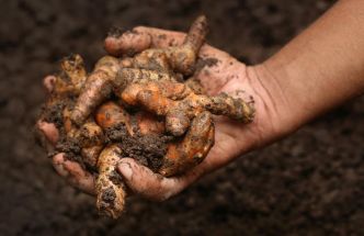 Les conseils d'une diététicienne-nutritionniste : le curcuma, une épice miracle ?