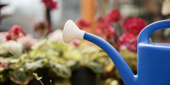 Vacances et personne pour arroser mes plantes et mon jardin : 9 solutions à mettre en place !