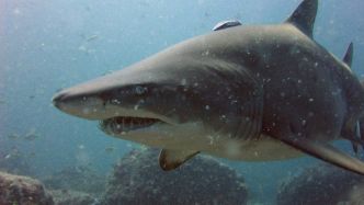 "Son biceps était détruit, on pouvait voir tous les muscles, la chair et les os..." : sauvagement attaqué par un requin, un adolescent manque de se faire arracher le bras