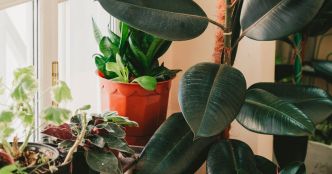 Idéale pour rafraîchir votre intérieur, cette plante étonnante agit comme un brumisateur naturel