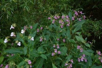 Cette fleur est sur la liste noire : elle doit être éliminée au plus vite de votre jardin
