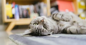 Quels sont les signes d'un coup de chaud chez les chats (et comment les protéger) ?