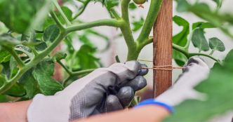 Tomates : pour avoir de belles récoltes, voici comment il faut tuteurer ses plants