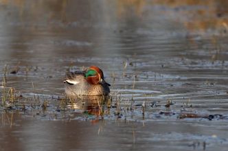 Aube : Les chasseurs inaugurent le premier Espace Naturel Sensible du département dont ils sont gestionnaires