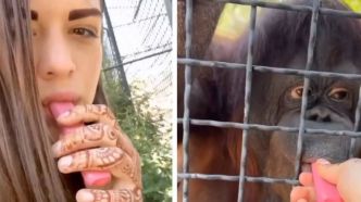 Une combattante russe fait fumer un orang-outan et s'attire les foudres des internautes