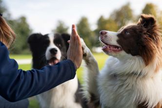Vous ressemblez à votre chien ? Ce que dit vraiment la science (et c'est troublant)