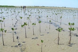 La BAD soutient l'élaboration de politiques climatiques à long terme au Botswana, au Gabon, au Liberia et au Lesotho