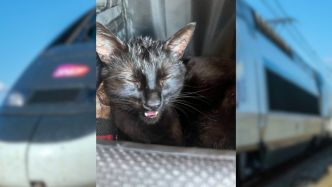 "Je voyais mon chat mourir entre mes mains" : la clim du train SNCF ne fonctionne pas, son animal se met à haleter et à convulser