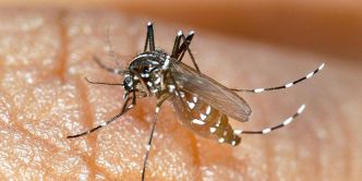 Chikungunya en France : pourquoi le moustique tigre transmet-il autant la maladie ?