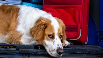 Vacances avec son chien ou son chat : "Plus vous communiquez avec votre animal, plus vous le rassurez"