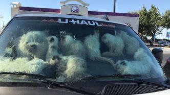 Plus de 100 chats dans un U-Haul au soleil: une femme arrêtée pour cruauté animale