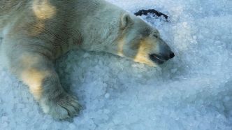 Le zoo de Prague utilise des tonnes de glace pour rafraîchir les animaux pendant la canicule