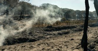 Vingt départements en risque élevé de feux de forêt, y compris dans la moitié nord