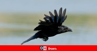 À Braine, les canons agricoles font fuir les oiseaux... et réveillent les riverains : la Ville envisage un encadrement plus poussé
