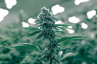 Cinq livres incontournables traitant du CBD