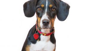 Purina renforce ses capacités de production dans l'Eure