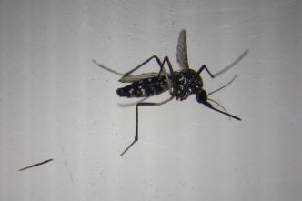 Chikungunya : une transmission autochtone détectée dans la région Grand-Est « confirme le risque important » en métropole