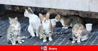 Leuze-en-Hainaut octroie 12 000 € aux mouvements de jeunesse : "On a plutôt intérêt à être un chat errant qu'un citoyen”