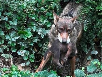Des louveteaux sont nés au Parc merveilleux