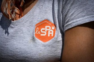 La SPA lance sa campagne d'été contre l'abandon des animaux, avec Gilles Lellouche