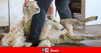 De la laine de mouton récoltée à Couvin et Gesves revalorisée en différents produits par une société liégeoise