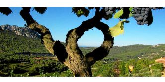 Bandols : notre sélection de vins de l'été 2025
