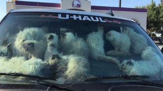 28 chats retrouvés morts et plus de 100 autres très affaiblis dans une camionnette en plein soleil