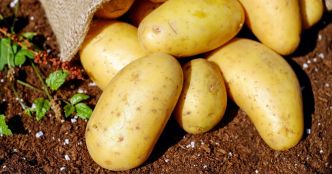 Le nordiste Florimond Desprez devient actionnaire majoritaire du danois Danespo