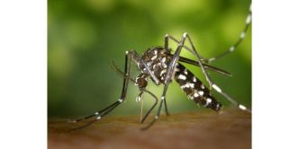 Un cas autochtone de chikungunya détecté en Gironde