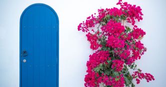7 superbes plantes économes en eau et résistantes à la sécheresse