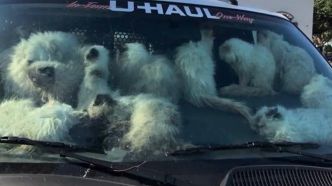 130 chats retrouvés enfermés dans une voiture au soleil en Californie, dont 28 morts