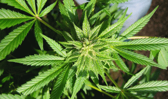 Cannabis chez les mineurs en Tunisie : une consommation multipliée par quatre depuis 2013