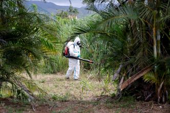 Chikungunya en France : 15 cas autochtones détectés, foyers de transmissions éclatés, début d'été sans précédent