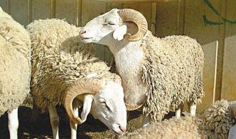 Tunisie : alerte au “Boumrira” chez les moutons, le ministère de l'Agriculture appelle à la vigilance