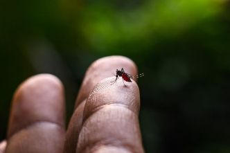 Lutte anti-vectorielle : nouvelles opérations de lutte contre le moustique tigre à Saint-Barthélemy