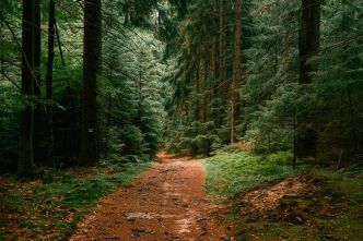 Il cache ses enfants dans une forêt pour fuir la société : jusqu'où peut-on aller au nom de l'éducation alternative ?
