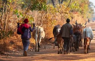 Le Bénin mise sur une nouvelle agence publique pour relancer l'élevage des ruminants