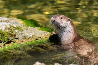 Landes : la loutre d'Europe, ambassadrice silencieuse des zones humides gérées par les chasseurs