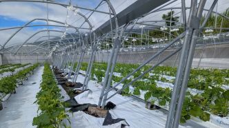 Pertes agricoles : plus de 2 millions d'euros versés à 296 exploitations sinistrées par la sécheresse et le cyclone Garance