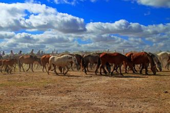 Film du mois : L’Andalousie sauvage, à la rencontre des chevaux marismena
