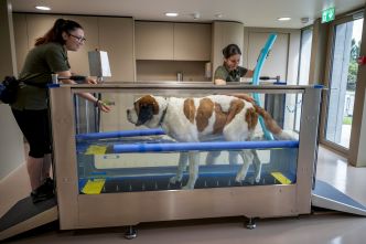 Le royaume suisse des Saint-Bernard se réinvente
