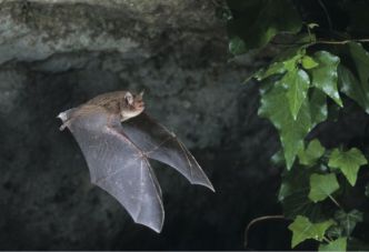 Un Australien meurt d'un virus transmis par une morsure de chauve-souris
